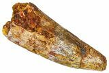 Fossil Spinosaurus Tooth - Real Dinosaur Tooth #368158-1